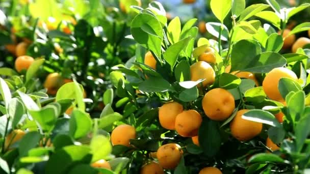 Mandarins growing on tree in a garden — Stock Video