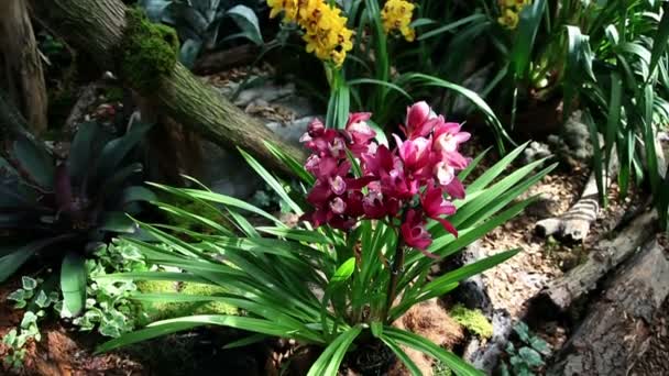 krásná orchidej roste a kvete v přirozeném prostředí