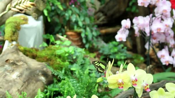 Kleurrijke tuin met vlinders — Stockvideo