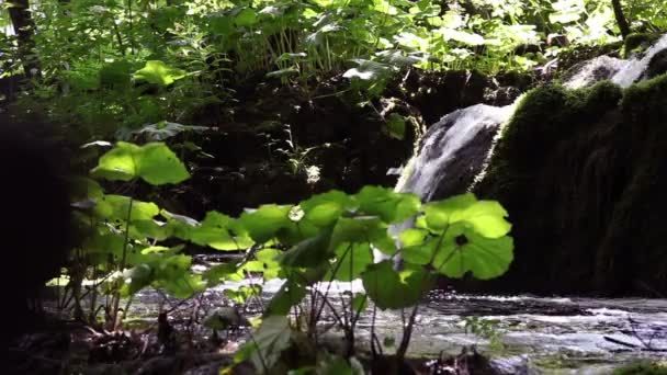 Крупный план маленького водопада в лесу — стоковое видео