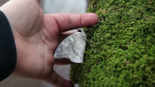 Anonyme Hand versucht einen schönen braunen Schmetterling zu berühren — Stockvideo