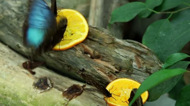 Butterflys eating — Stock Video
