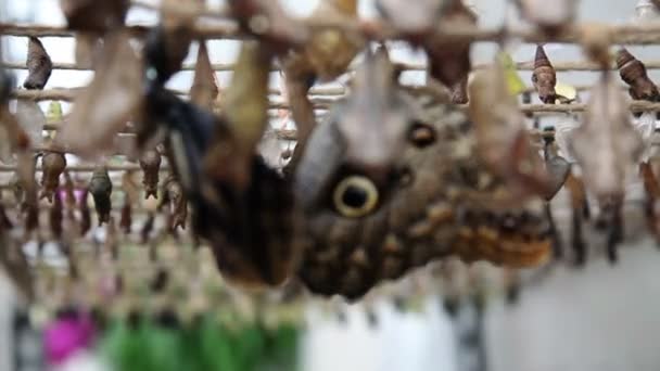 Много бабочек отдыхает — стоковое видео