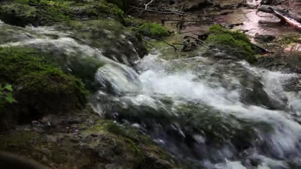 Ormanda rapids detaylı çekim — Stok video