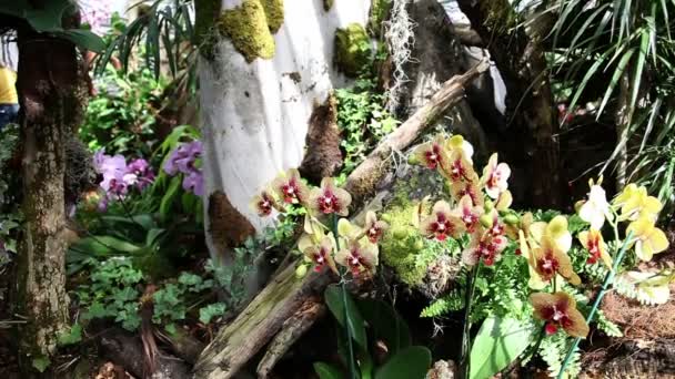 Panela tiro de um grupo de orquídeas amarelas — Vídeo de Stock