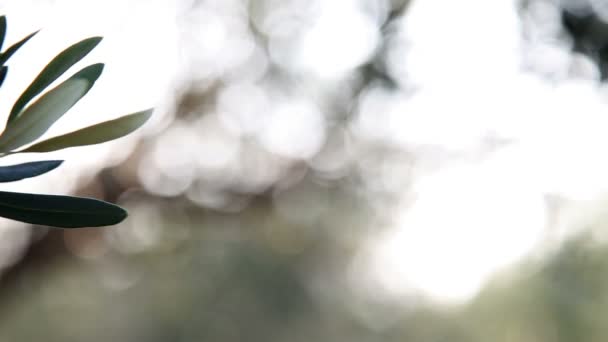 Close upPan shot of the olive tree with changing focus — Stock Video