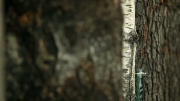 Enfants touchant des troncs d'arbres dans un musée — Video