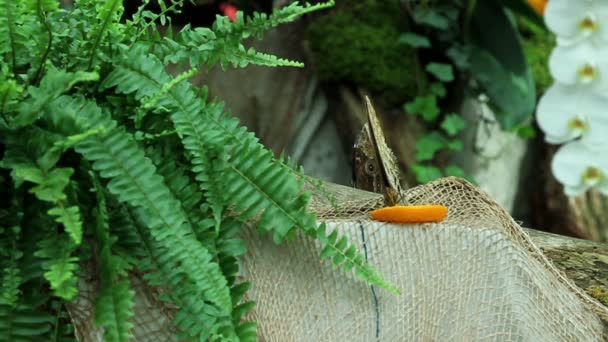 Mariposa comiendo naranja — Vídeos de Stock