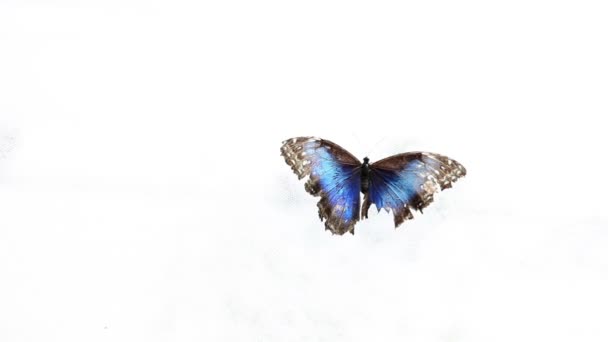 Mariposa sobre fondo blanco — Vídeo de stock