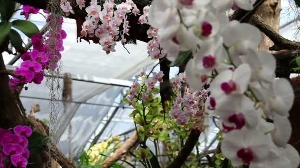 Hermosas orquídeas — Vídeos de Stock