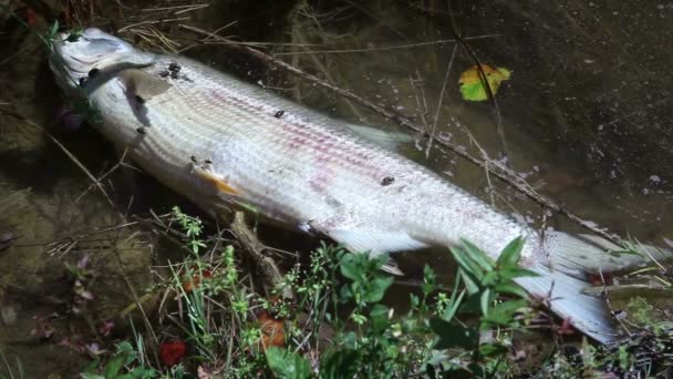 池に死んだ魚のショットを閉じる — ストック動画