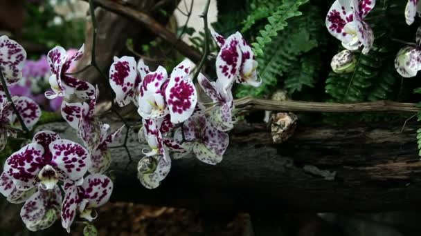 Close up da flor de uma orquídea colorida — Vídeo de Stock