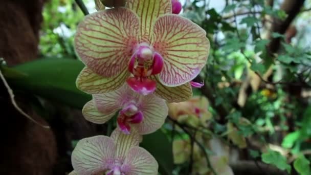 Sluiten van orchidee — Stockvideo