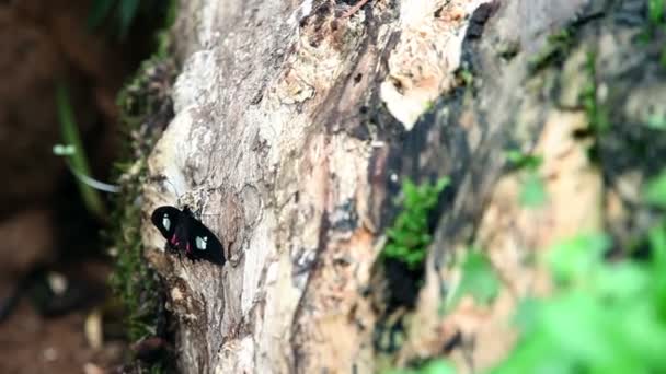 Cerca de una hiedra cerca de las rocas — Vídeos de Stock