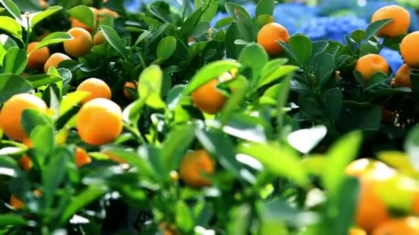 Mandarinas que crecen en el árbol en un jardín — Vídeo de stock