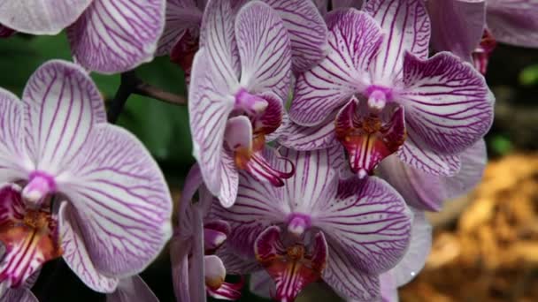 Growing blossom orchids on trees — Stock Video