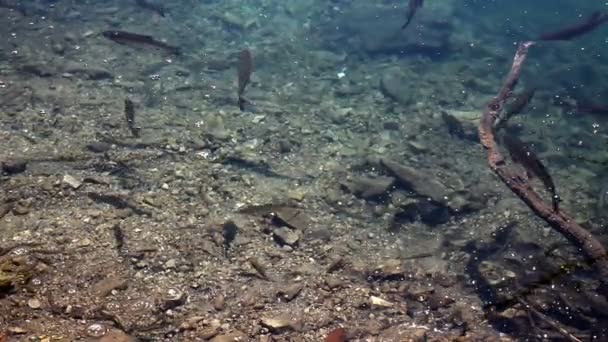 Primer plano de un banco de peces nadando en el lago Plitvice — Vídeos de Stock