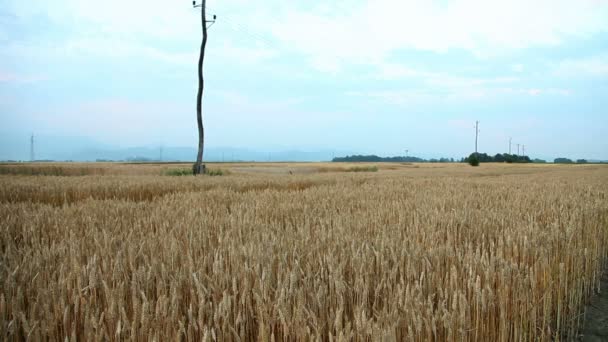 Champ à la campagne 