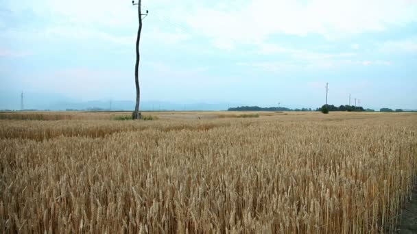 Feld auf dem Land — Stockvideo