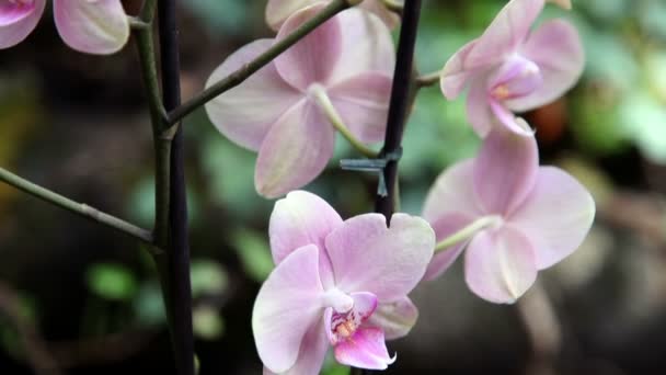Gros plan panoramique d'une orchidée rose 