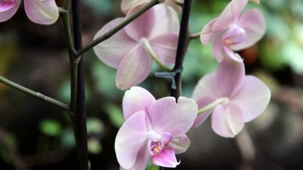 Sluit pan shot van een roze orchidee — Stockvideo