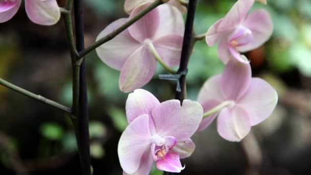 uzavřít pan záběr růžová orchidej