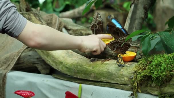 Mariposas comiendo — Vídeos de Stock