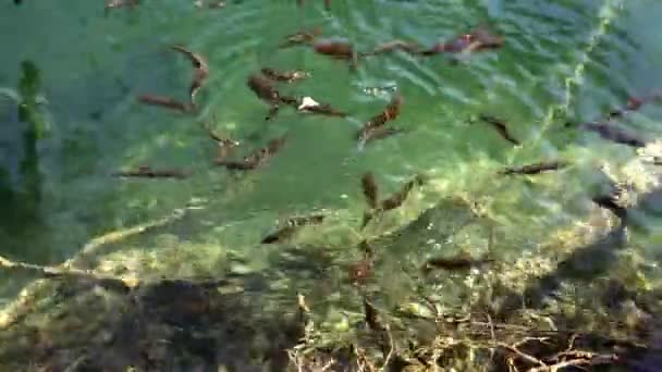 Primer plano de un banco de peces nadando en el lago Plitvice — Vídeo de stock