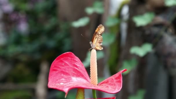 Een kleine bruine vlinder op een tip van een exotische rode bloem — Stockvideo