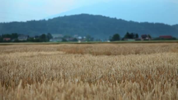 Veld in de zomer — Stockvideo