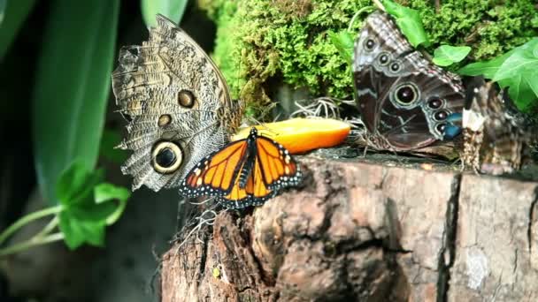 Beautiful butterflies eating an orange — Stock Video