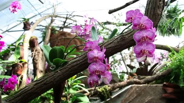 Tiro de panela de um grupo de orquídeas rosa — Vídeo de Stock