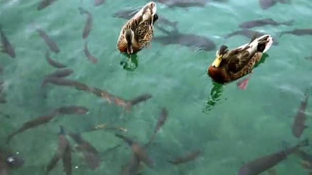 Close up shot of a shoal of fishes and ducks swimming inthe Plitvice lake — Stock Video