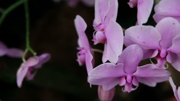 Fechar de um rosa — Vídeo de Stock