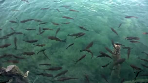 Schot van shoal van fish zwemmen in de plitvice lake — Stockvideo