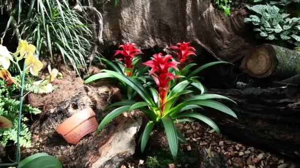 Plan panoramique d'une rare orchidée rouge — Video