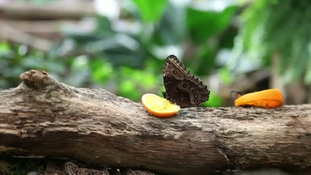 Butterflies eatng an orange on a tree trunk — Stock Video