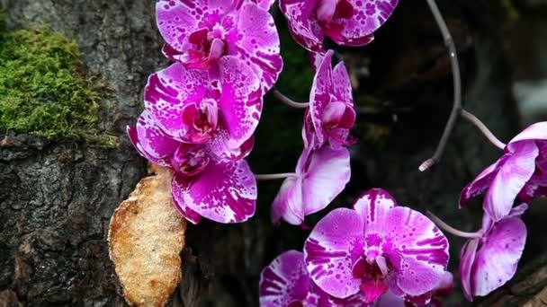 Schöne Orchideenblüte in Nahaufnahme — Stockvideo