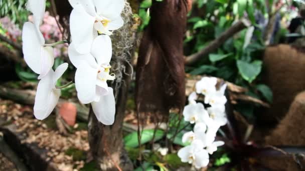 Panera de una hermosa orquídea blanca — Vídeos de Stock