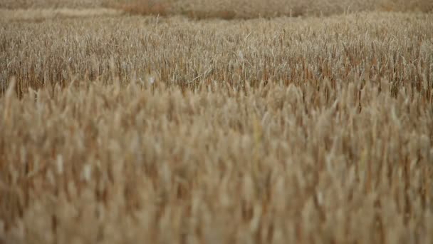 Grains de froment 