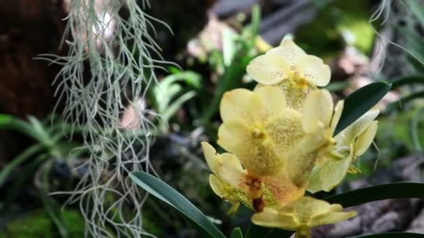 Gros plan d'une belle fleur d'orchidée jaune 