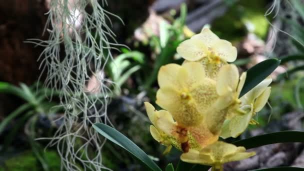 Close up of a beautiful yellow orchid 's blossom — стоковое видео