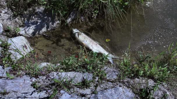 Skott av den döda fisken i dammen — Stockvideo