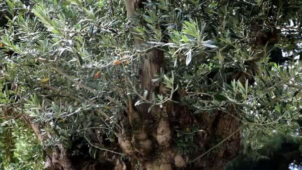 Eski bir zeytin ağacının bir kadeh kapatmak — Stok video