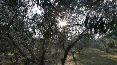 zeytin ağacı kadeh kaydırmak