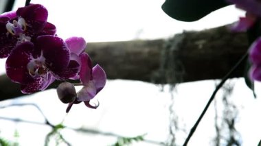 Güzel mor orkide çiçeği