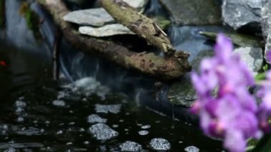 Orkide bir bahçede çiçek