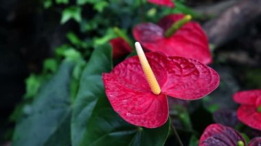 Güzel flamingo'nın çiçeği