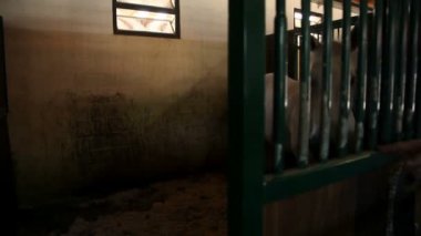 Beyaz atın dinlenme ile büyük durak