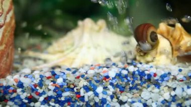 kayalar akvaryum altından gelen hava kabarcıkları